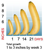 Normal pennis size